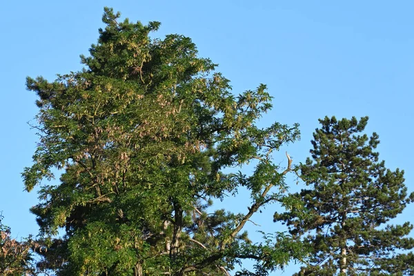 Πράσινο Δέντρο Μπλε Φόντο Ουρανό — Φωτογραφία Αρχείου