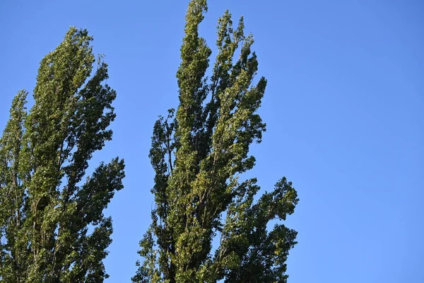Zelený Strom Modrým Nebem Pozadí — Stock fotografie