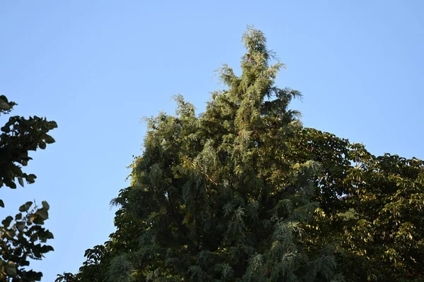 Зеленое Дерево Голубым Небом — стоковое фото
