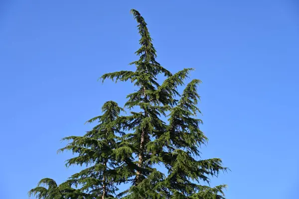 Árvore Verde Com Fundo Azul Céu — Fotografia de Stock