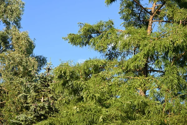 Зелене Дерево Фоном Блакитного Неба — стокове фото
