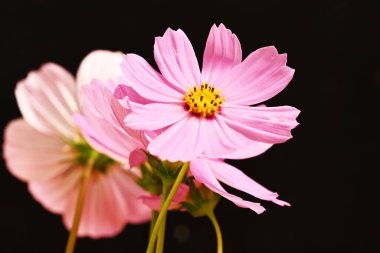 Koyu arkaplanda pembe çiçeklerin görüntüsünü kapat