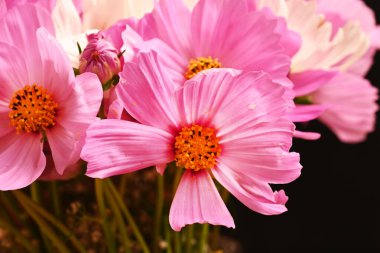 Güzel kozmos çiçekleri, yakın görüş, yaz kozmosu.