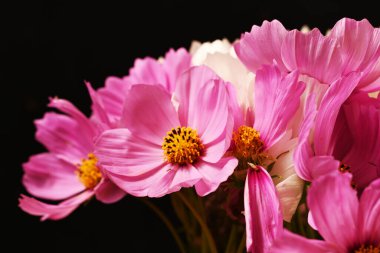 Güzel kozmos çiçekleri, yakın görüş, yaz kozmosu.