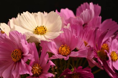 Güzel kozmos çiçekleri, yakın görüş, yaz kozmosu.