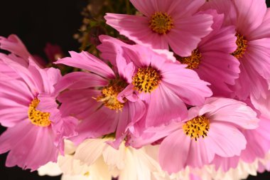 Güzel kozmos çiçekleri, yakın görüş, yaz kozmosu.