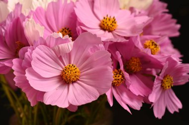 Güzel kozmos çiçekleri, yakın görüş, yaz kozmosu.