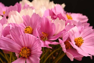 Güzel kozmos çiçekleri, yakın görüş, yaz kozmosu.