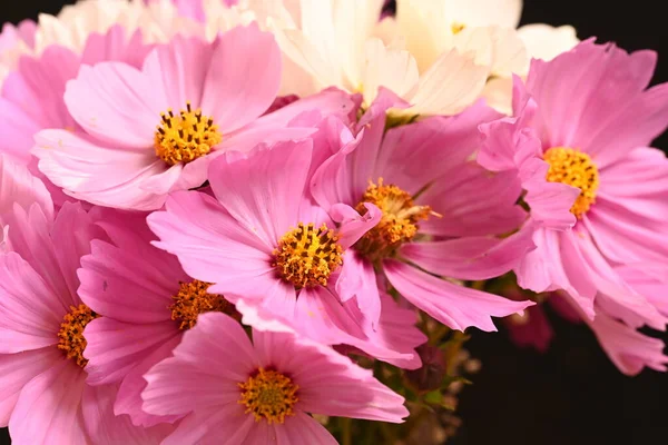 Beautiful Cosmos Flowers Close View Summer Cosmos — Stock Photo, Image