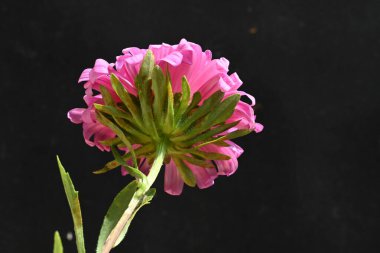 Koyu arkaplanda pembe çiçeklerin görüntüsünü kapat