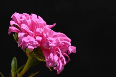 Koyu arkaplanda pembe çiçeklerin görüntüsünü kapat