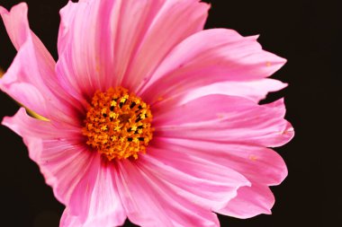 Koyu arkaplanda pembe çiçeklerin görüntüsünü kapat