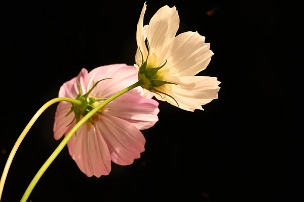 Belles Fleurs Cosmos Sur Fond Sombre — Photo