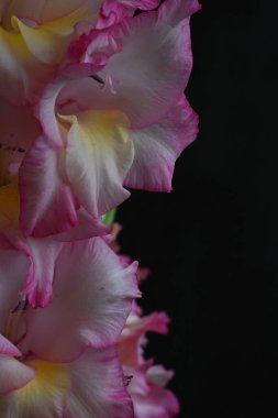 Koyu arkaplanda pembe çiçeklerin görüntüsünü kapat