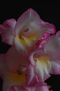 Koyu arkaplanda pembe çiçeklerin görüntüsünü kapat