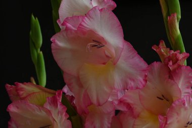 Koyu arkaplanda pembe çiçeklerin görüntüsünü kapat