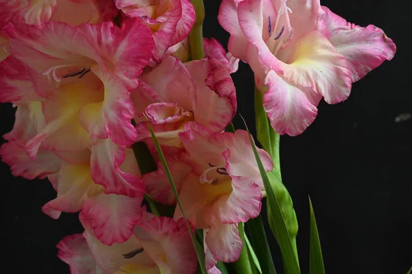 Koyu Arkaplanda Pembe Çiçeklerin Görüntüsünü Kapat — Stok fotoğraf