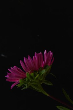 Koyu arkaplanda pembe çiçeklerin görüntüsünü kapat