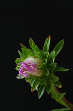 Koyu arkaplanda pembe çiçeklerin görüntüsünü kapat