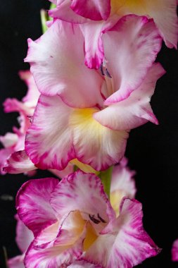 Koyu arkaplanda pembe çiçeklerin görüntüsünü kapat