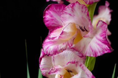 Koyu arkaplanda pembe çiçeklerin görüntüsünü kapat