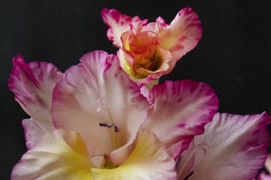 Koyu arkaplanda pembe çiçeklerin görüntüsünü kapat