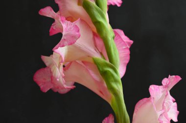 Koyu arkaplanda pembe çiçeklerin görüntüsünü kapat