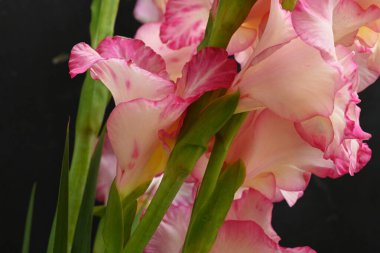 Koyu arkaplanda pembe çiçeklerin görüntüsünü kapat