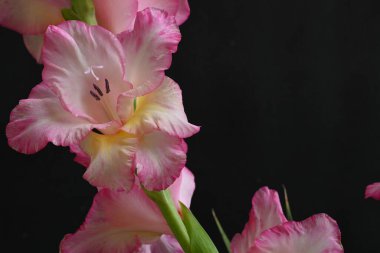 Koyu arkaplanda pembe çiçeklerin görüntüsünü kapat