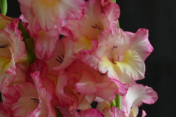Close Blik Van Roze Bloemen Donkere Achtergrond — Stockfoto