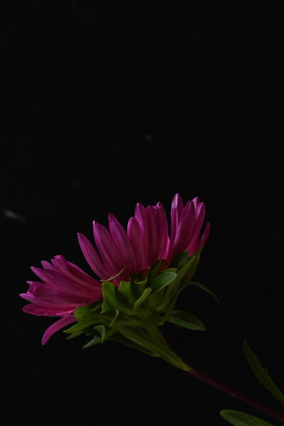 крупным планом вид розовых цветов на темном фоне