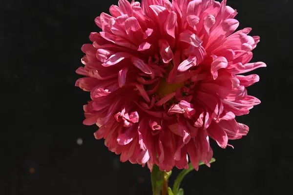 Vista Cerca Flores Rosadas Sobre Fondo Oscuro — Foto de Stock