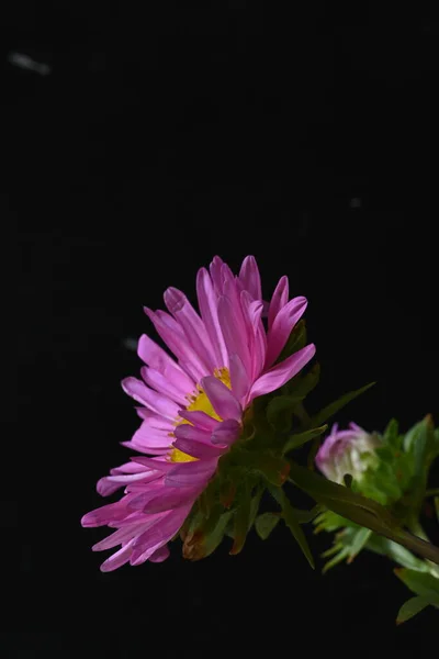 Κοντινή Προβολή Ροζ Λουλουδιών Σκούρο Φόντο — Φωτογραφία Αρχείου
