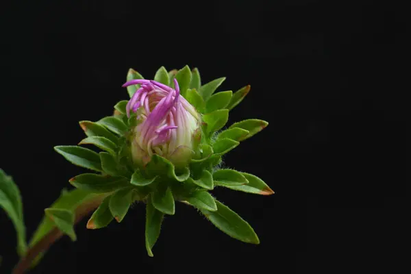 Nahaufnahme Von Rosa Blumen Auf Dunklem Hintergrund — Stockfoto