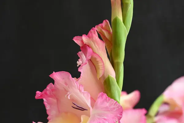 Koyu Arkaplanda Pembe Çiçeklerin Görüntüsünü Kapat — Stok fotoğraf