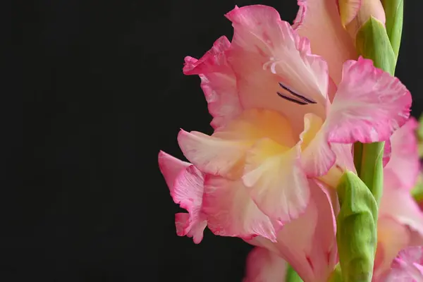 Крупним Планом Вид Рожеві Квіти Темному Фоні — стокове фото