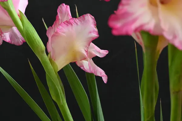 Közeli Kilátás Rózsaszín Virágok Sötét Háttér — Stock Fotó