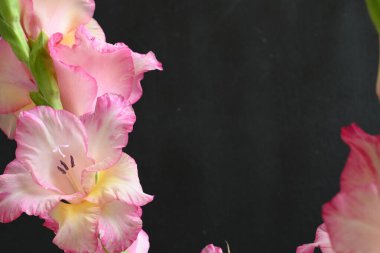 Koyu arkaplanda pembe çiçeklerin görüntüsünü kapat