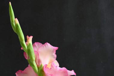 Koyu arkaplanda pembe çiçeklerin görüntüsünü kapat