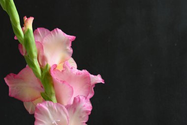 Koyu arkaplanda pembe çiçeklerin görüntüsünü kapat