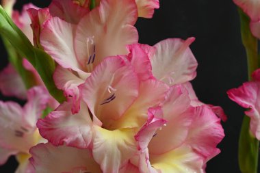 Koyu arkaplanda pembe çiçeklerin görüntüsünü kapat