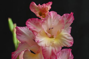 güzel beyaz ve pembe iris çiçekleri koyu arkaplanda