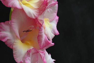 güzel beyaz ve pembe iris çiçekleri koyu arkaplanda