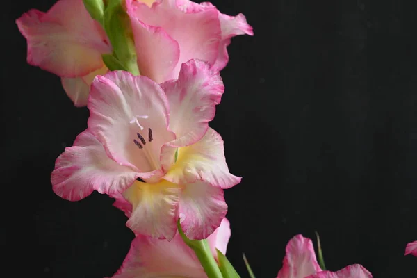 Närbild Rosa Blommor Mörk Bakgrund — Stockfoto