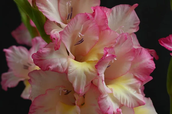 Närbild Rosa Blommor Mörk Bakgrund — Stockfoto