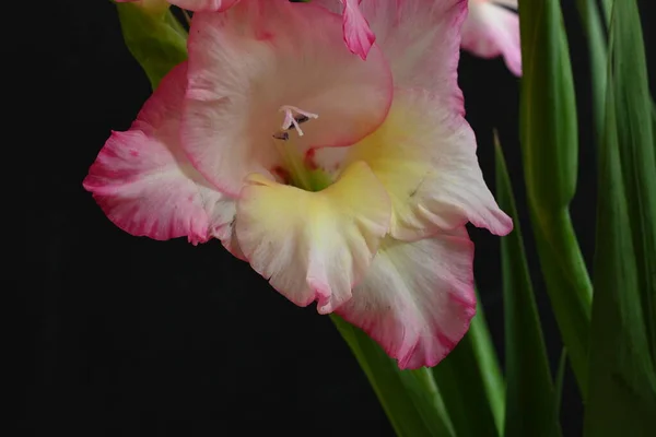Közeli Kilátás Rózsaszín Virágok Sötét Háttér — Stock Fotó
