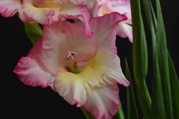 Mooie Witte Roze Iris Bloemen Donkere Achtergrond — Stockfoto