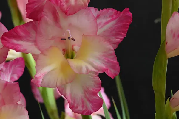 Gyönyörű Fehér Rózsaszín Írisz Virágok Sötét Háttér — Stock Fotó