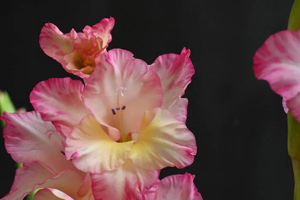 Belas Flores Íris Branca Rosa Fundo Escuro — Fotografia de Stock