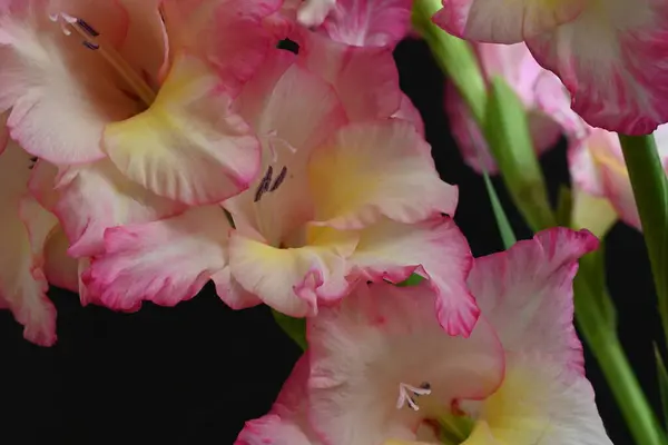 Mooie Witte Roze Iris Bloemen Donkere Achtergrond — Stockfoto